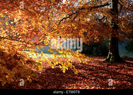 Sole foglie di faggio accanto al lago a Shearwater, vicino Warminster nel Wiltshire, Inghilterra. Foto Stock