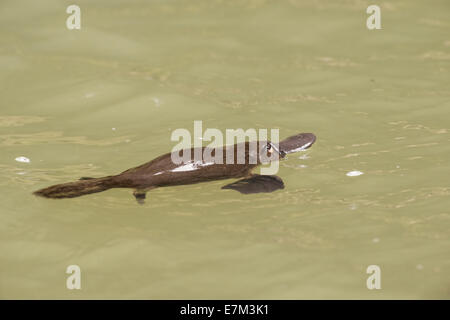 Foto di stock di un platypus flottante in una piscina in un torrente sull'altopiano di Atherton, Queensland, Australia Foto Stock