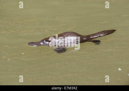 Foto di stock di un platypus flottante in una piscina in un torrente sull'altopiano di Atherton, Queensland, Australia Foto Stock