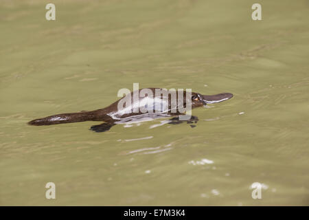 Foto di stock di un platypus flottante in una piscina in un torrente sull'altopiano di Atherton, Queensland, Australia Foto Stock