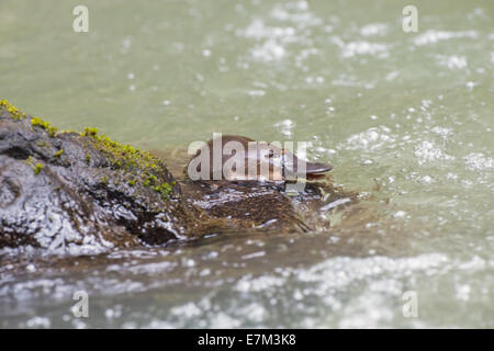 Foto di stock di un anatra fatturati platypus la scalata al di fuori dell'acqua su una roccia, altopiano di Atherton, Queensland, Australia Foto Stock