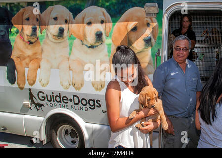 Un cucciolo carrello' da cani guida per non vedenti in California offre un Labrador di razza pura cucciolo a un felice asiatici adottivo proprietario americano nella città di Midway, CA. Dopo 15 mesi, i cani vengono restituiti per la formazione finale come cani guida. Foto Stock