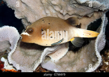 Blackspotted Puffer, Arothron nigropunctatus, con Bluestreak Wrasse, Labroides dimidiatus. Tulamben, Bali, Indonesia. Foto Stock