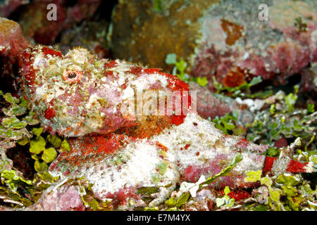 Diavolo scorfani, Scorpaenopsis diabolus, mimetizzata sulla barriera corallina in attesa della preda. Noto anche come un falso pesce pietra Foto Stock
