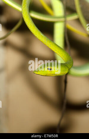Oriental frusta Snake, noto anche come una vite verde serpente Ahaetulla prasina. Bali, Indonesia Foto Stock
