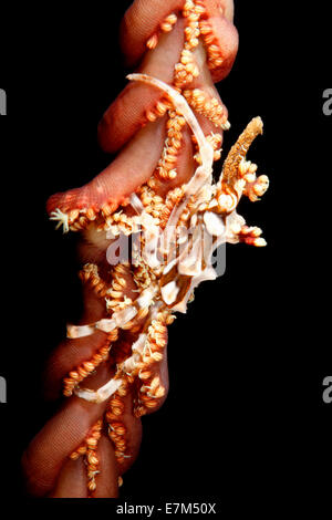 Filo di granchio di corallo, noto anche come Xeno Granchio, o filo Granseola, Xenocarcinus tuberculatus, che vivono su un mare penna. Foto Stock