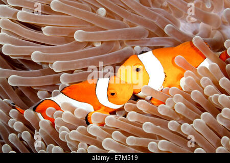 Due Clown Anemonefish, Amphiprion percula, insieme a i tentacoli della loro ospite anemone marittimo Foto Stock