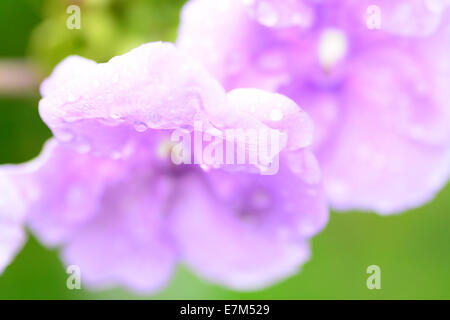 Macro shot con bassa concentrarsi sui piccoli fiori con gocce di pioggia Foto Stock