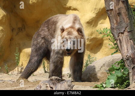 Maschio maturo Eurasian l'orso bruno (Ursus arctos arctos) a Dierenpark zoo di Amersfoort, Paesi Bassi Foto Stock