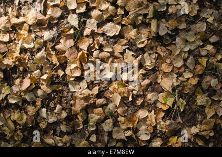 Sfondo di caduta foglie di betulla Foto Stock