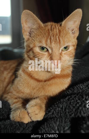 Orange Tabby Cat ritratto Foto Stock