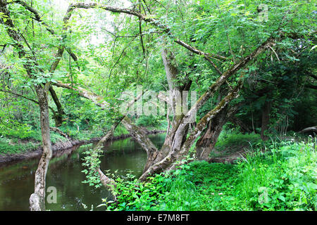 Densamente coperti con la foresta Foto Stock