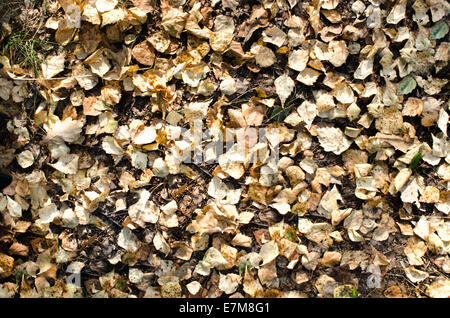 Sfondo di caduta foglie di betulla Foto Stock