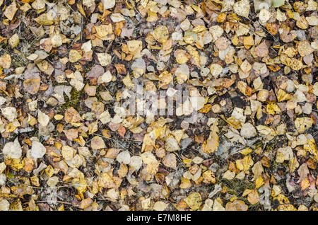 Sfondo di caduta foglie di betulla Foto Stock