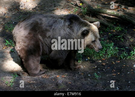 Unione l'orso bruno (Ursus arctos arctos) in una foresta naturale impostazione Foto Stock