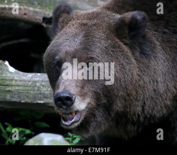 Close-up la testa di un Eurasian l'orso bruno (Ursus arctos arctos) mostrando i denti, Foto Stock