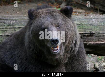 Close-up di un Eurasian l'orso bruno (Ursus arctos) nella vasta foresta orso (Berenbos) di zoo Ouwehands, Rhenen, Paesi Bassi Foto Stock
