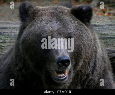 Close-up di un Eurasian l'orso bruno (Ursus arctos) nella vasta foresta orso (Berenbos) di zoo Ouwehands, Rhenen, Paesi Bassi Foto Stock