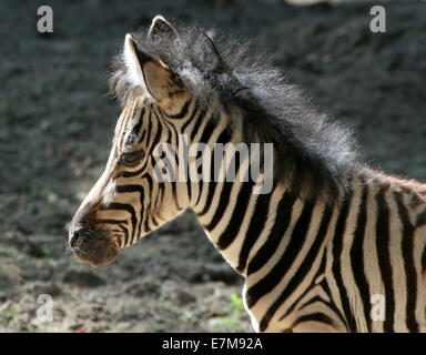 Un mese Chapman's zebra puledro (Equus quagga chapmani) nel ritratto di profilo Foto Stock