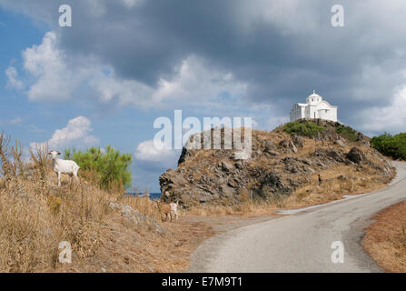 Capre e la cappella di San Nikolaos in Mirina, Limnos Island, Grecia Foto Stock