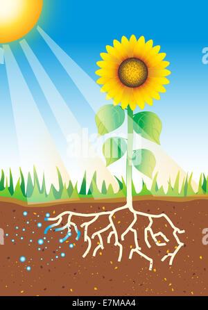 Fotosintesi processo di crescita del girasole con radici, suolo e luce solare che mostra lo sviluppo delle piante, la struttura delle radici e l'assorbimento di energia Foto Stock