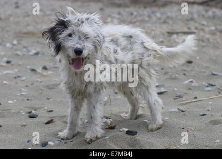 Ritratto di un piccolo cane randagio con pelliccia aggrovigliati sulla spiaggia Foto Stock