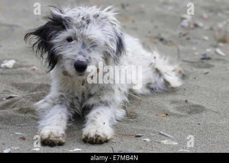 Ritratto di un piccolo cane randagio con pelliccia aggrovigliati che giace sulla spiaggia Foto Stock