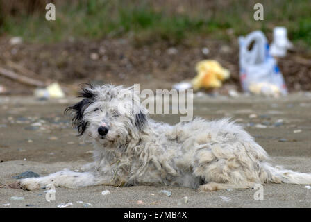 Ritratto di un cane randagio con pelliccia aggrovigliati che giace sulla spiaggia Foto Stock