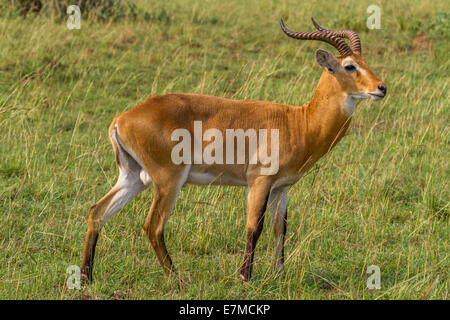 Un Koss ugandesi in Murchison National Park in Uganda. (Kobus kob thomasi) Foto Stock