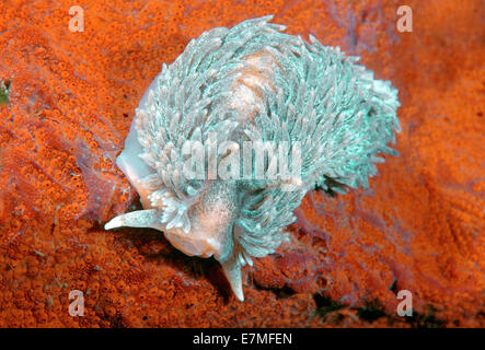 Maned Sea-Slug, Maned nudibran o mare Mous (Aeolidia papillosa) Mare del Giappone, Rudnaya Pristan, Estremo Oriente, Primorsky Krai, Russia Foto Stock