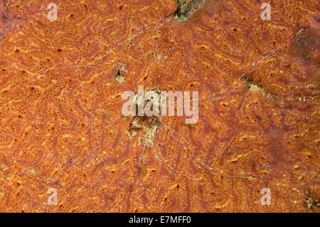 Colonie di Ascidian (Bortulloides tendente al violaceo) Mare del Giappone, Rudnaya Pristan, Estremo Oriente, Primorsky Krai, Russia Foto Stock