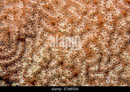 Colonie di Ascidian (Bortulloides tendente al violaceo) Mare del Giappone, Rudnaya Pristan, Estremo Oriente, Primorsky Krai, Russia Foto Stock