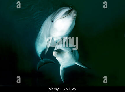 Due comuni delfini a naso di bottiglia o Atlantic Bottlenose Dolphin (Tursiops tronca) Mare del Giappone, Estremo Oriente, Primorsky Krai, Russia Foto Stock