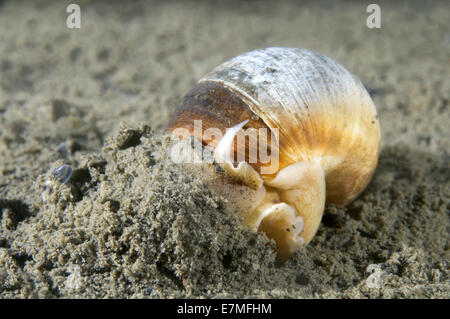 Luna shell (Cryptonatica janthostoma) Mare del Giappone, Estremo Oriente, Primorsky Krai, Federazione russa Foto Stock