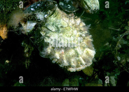 Pacific oyster, ostrica giapponese o Miyagi ostrica (Crassostrea gigas) Mare del Giappone, Estremo Oriente, Primorsky Krai, Federazione russa Foto Stock
