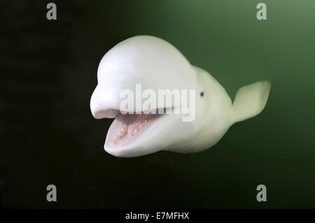 Beluga, balena bianca (Delphinapterus leucas) Giappone Mare, Estremo Oriente, Primorsky Krai, Federazione russa Foto Stock