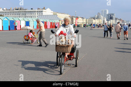 Una donna prende i suoi cani per un giro sul suo triciclo lungo il lungomare Hove nella bellissima caldo clima soleggiato BRIGHTON REGNO UNITO Foto Stock