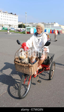 Una donna prende i suoi cani per un giro sul suo triciclo lungo il lungomare Hove nella bellissima caldo clima soleggiato BRIGHTON REGNO UNITO Foto Stock