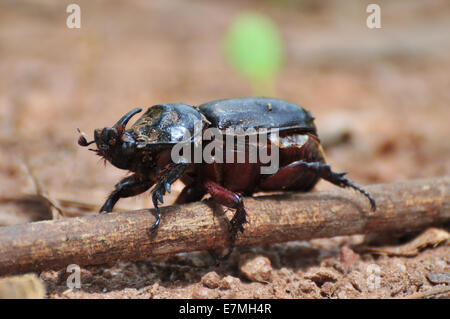 Un scarabeo rinoceronte su di un ramo Foto Stock