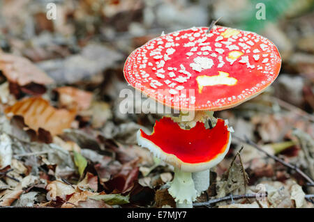 Fly Agaric toadstool a fungo con il famoso cappello rosso con macchie bianche. Questi sono comunemente raffigurata nella foto tradizionale delle fate Foto Stock