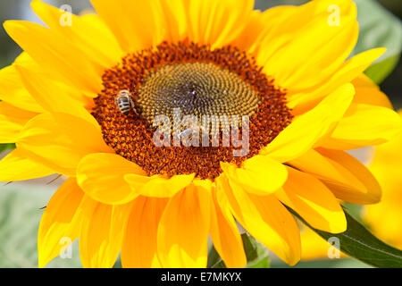 Teste di girasole con api raccogliendo miele Foto Stock