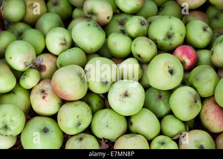 Malus domestica. Le mele in inglese Foto Stock