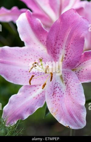 Il Lilium " Josephine'. Ritratto di fiori. Foto Stock