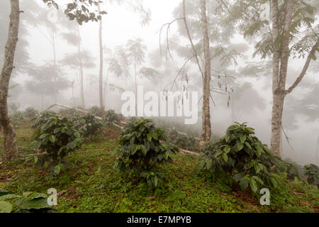 Bussole di caffè in una tonalità-cresciuto organico piantagione di caffè sul versante occidentale delle Ande in Ecuador in una nebbiosa giornata. Foto Stock