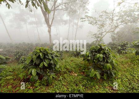 Bussole di caffè in una tonalità-cresciuto organico piantagione di caffè sul versante occidentale delle Ande in Ecuador in una nebbiosa giornata. Foto Stock