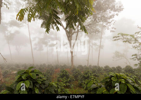 Bussole di caffè in una tonalità-cresciuto organico piantagione di caffè sul versante occidentale delle Ande in Ecuador in una nebbiosa giornata. Foto Stock