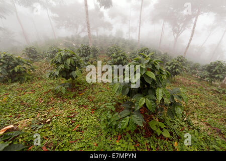 Bussole di caffè in una tonalità-cresciuto organico piantagione di caffè sul versante occidentale delle Ande in Ecuador in una nebbiosa giornata. Foto Stock