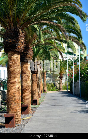 Un palm viale alberato in Puerto Colon Tenerife, Isole Canarie Foto Stock