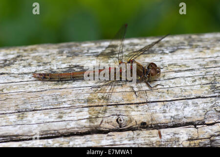 Comune Femmina darter dragonfly, Sympetrum striolatum, a riposo su una recinzione a spiovente rail Foto Stock