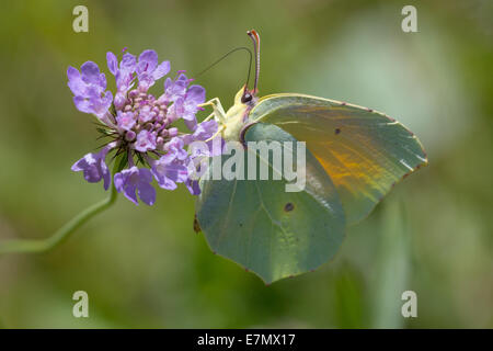 Una farfalla di Cleopatra (Gonepteryx cleopatra) nectaring nel sole del pomeriggio su scabious nella Combe de Caray nell'Aveyron Foto Stock